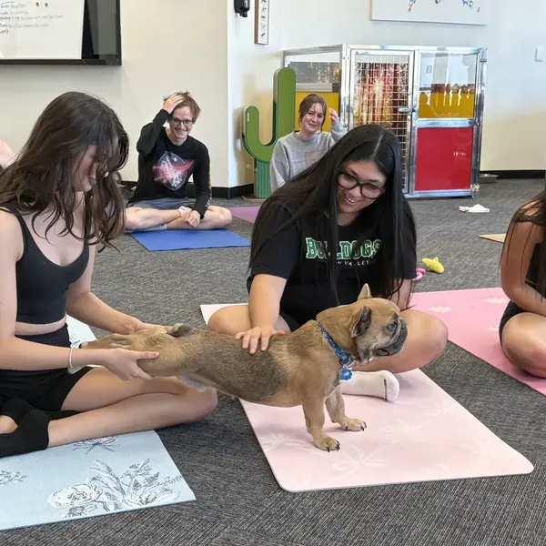 Relaxing puppy yoga session at K9 Rox Club